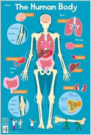 Human Body de Collins Kids