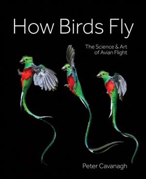 How Birds Fly de Peter Cavanagh