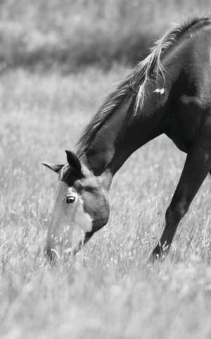 Petite Equine Journal de Jordan Wunderlich