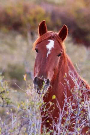 Kids Equine Journal de Jordan Wunderlich