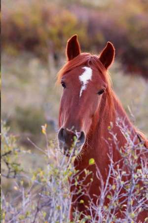 Kids Equine Journal de Jordan Wunderlich