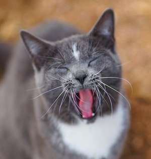 Colorado Barn Cats - Skunk and Chauncey de Jordan Wunderlich