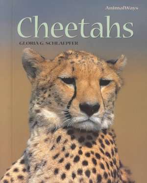 Cheetahs de Gloria G. Schlaepfer