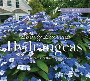 Lovely Lacecap Hydrangeas de Joan Harrison