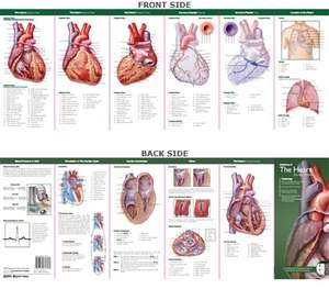 Anatomical Chart Company's Illustrated Pocket Anatomy: Anatomy of The Heart Study Guide de Anatomical Chart Company