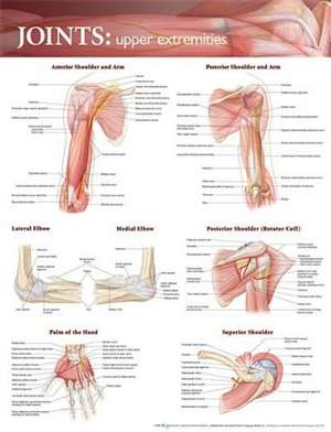 Joints of the Upper Extremities Anatomical Chart de Anatomical Chart Company