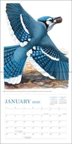 Sibley's Birds of North America 2026 Wall Calendar de David Allen Sibley