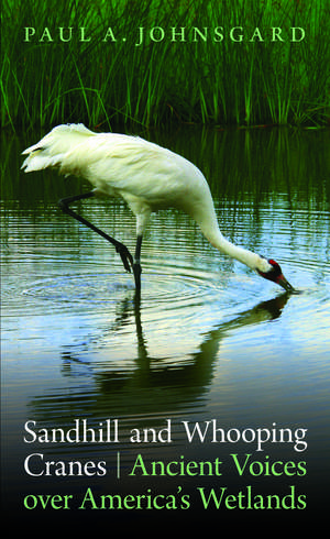 Sandhill and Whooping Cranes: Ancient Voices over America's Wetlands de Paul A. Johnsgard