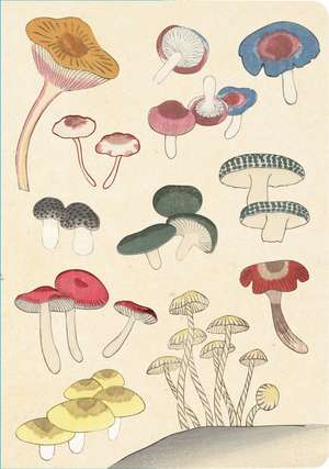 Healing Mushrooms Lined Paperback Journal: Blank Notebook with Pocket de Tuttle Studio