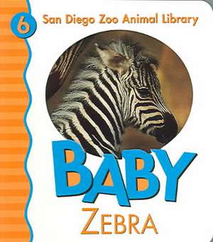 Baby Zebra San Diego Zoo: 100 Reflections on the Ways God's Love Keeps Us Growing [With Journal] de Patricia A. Pingry