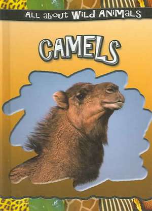 Camels de various