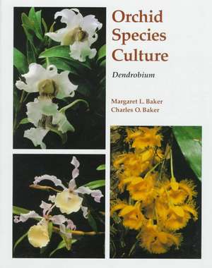 Dendrobium de Margaret Baker