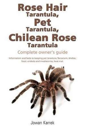 Rose Hair Tarantula, Pet Tarantula, Chilean Rose Tarantula