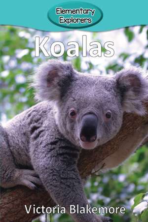 Koalas de Victoria Blakemore