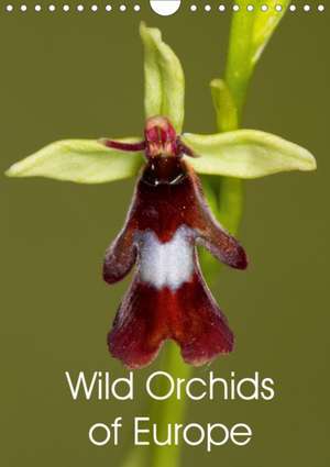 Wild Orchids of Europe (Wall Calendar 2020 DIN A4 Portrait) de Ray Wilson