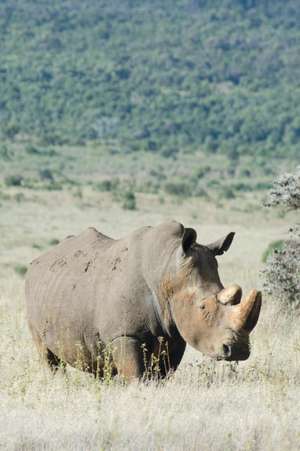 Alive! White Rhino - Natural - Photo Art Notebooks (6 X 9 Series) de Eva-Lotta Jansson