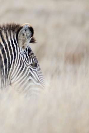 Alive! Zebra Stripes - Natural - Photo Art Notebooks (6 X 9 Series) de Eva-Lotta Jansson