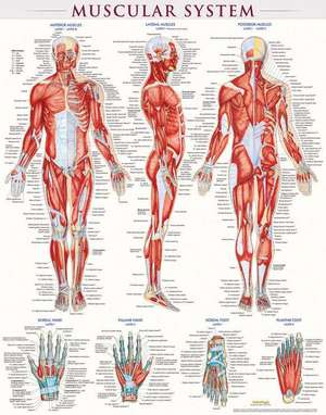 Muscular System-Laminated de BarCharts Inc