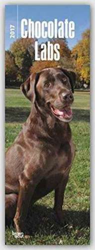 Chocolate Labrador Retrievers - Braune Labradore 2017