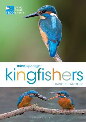 RSPB Spotlight Kingfishers de David Chandler