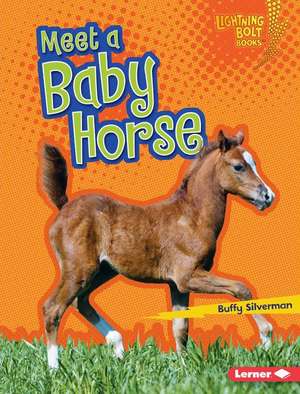 Meet a Baby Horse de Buffy Silverman