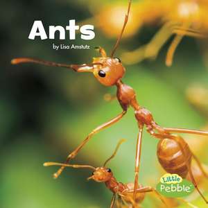 Ants de Lisa J. Amstutz