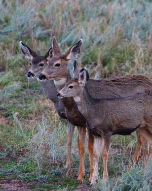 Adult Mule Deer Journal de Jordan Wunderlich