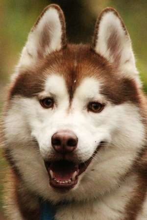 A Playful Copper-Colored Siberian Husky Dog Journal de Cs Creations