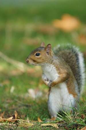 Gray Squirrel (Scirus Carolinensis) on the Ground Journal de Press, Benton