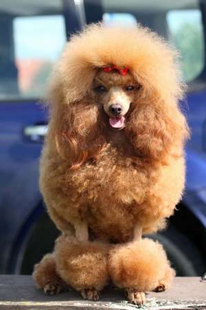 Fluffy Diva! Toy Poodle Dog with a Red Bow Journal de Cs Creations