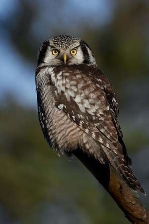 Dignified Northern Hawk-Owl (Surnia Ulula) Perched on a Tree Branch Journal de Cs Creations