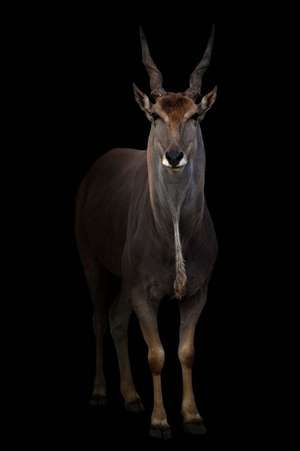 Common Eland (Taurotragus Oryx) in the Dark Journal de Cs Creations