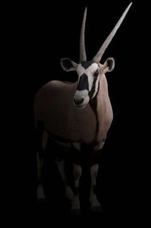 Gemsbok (Oryx Gazella) Antelope in the Dark Journal de Cs Creations