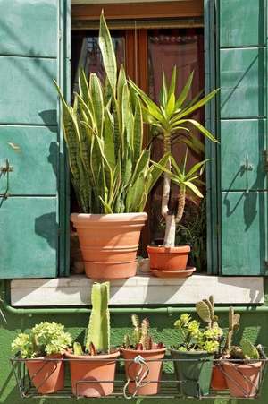 Potted Green Plants on a Sunny Window Sill in Italy Journal de Cs Creations