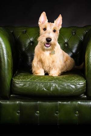 Wheaten Scottish Terrier on a Green Leather Chair Dog Journal de Cs Creations