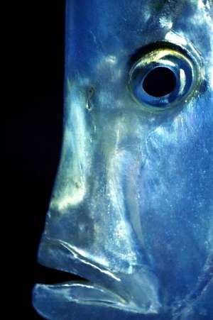 Lookdown Fish Portrait Journal de Cool Image