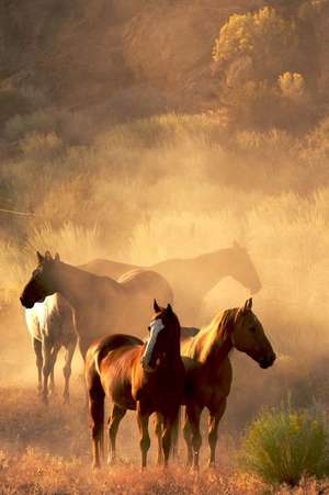 Four Wild Horses Standing in the Desert at Sunset American West Journal de Cs Creations