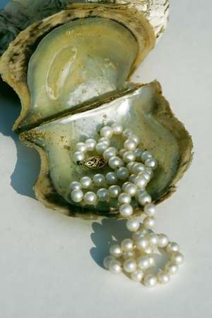 A Strand of Vintage Pearls on an Oyster Shell Journal de Cs Creations