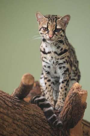 Margay (Leopardus Wiedii) Wild Cat Journal de Cs Creations