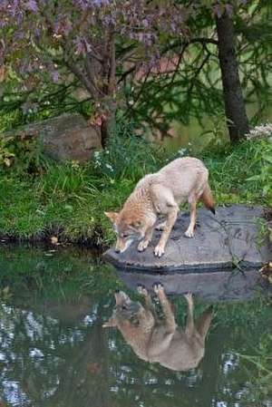 A Coyote Admiring His Reflection in the Lake Journal de Cs Creations