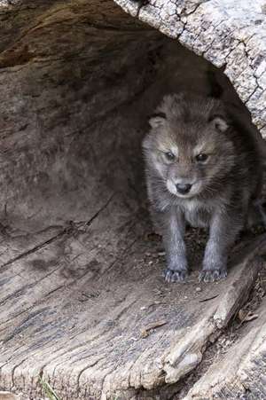 A Little Gray Wolf Cub in a Hollow Log Journal de Cs Creations