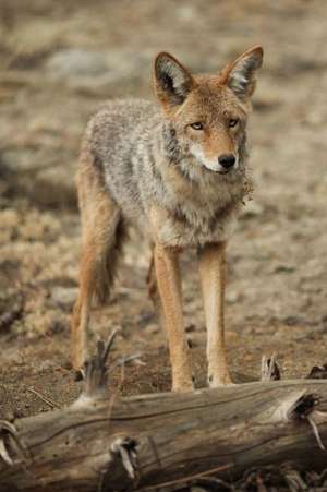 Coyote Standing Near a Log in Yosemite National Park Journal de Cool Image