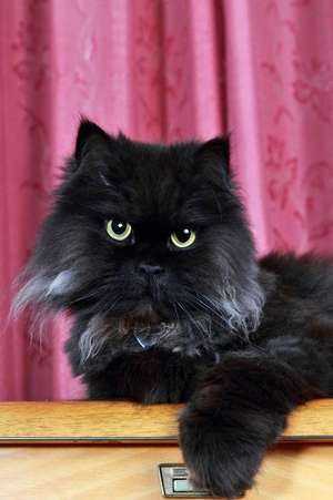 The Black Persian Cat Journal de Cool Image