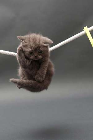 British Shorthair Kitten on a Clothesline de Cool Image