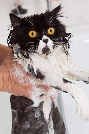 Bath Time Sucks for the Persian Cat Journal de Cool Image