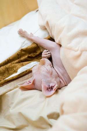 Sleeping Sphinx Cat Journal de Cool Image