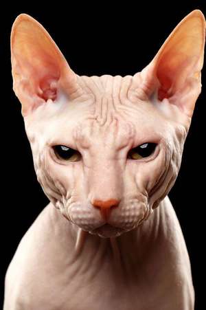 Sphinx Cat Portrait Journal de Cool Image