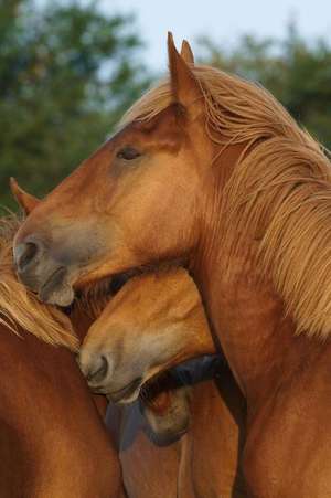 Suffolk Punch Yearlings Horse Journal de Cs Creations