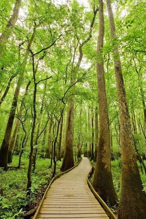 A Trail Through the Forest in Congaree National Park South Carolina Journal de Cs Creations