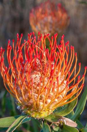 Red Pincushion Flower Western Cape Province South Africa Journal de Cs Creations